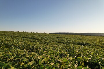 Fototapeta na wymiar Aerial view of soybean fields in Ukraine. Sunrise