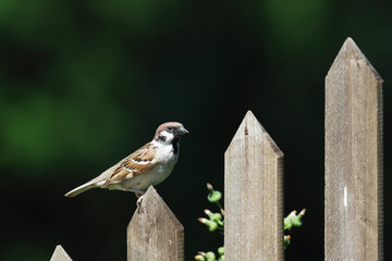 Feldsperling / Eurasian tree sparrow / Passer montanus