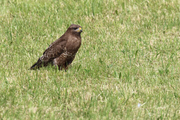 Rotmilan oder Gabelweihe / Red kite / Milvus milvus