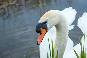 Portrait of a young mute swan in the water