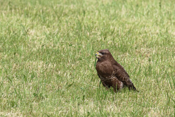 Rotmilan oder Gabelweihe / Red kite / Milvus milvus