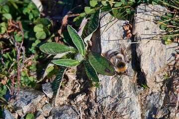 Drohn der Hellgelben Erdhummel oder Helle Erdhummel (Bombus lucorum)