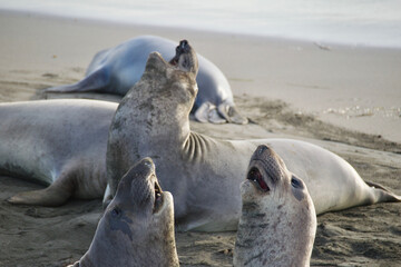 Fototapeta premium island sea lion