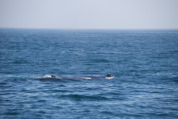 Fototapeta premium dolphin jumping in the sea