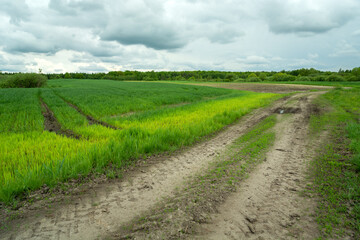 Fototapeta na wymiar Green growing field and dirt road, Zarzecze, Poland
