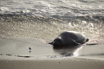 seal on the beach
