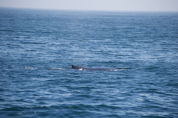 Obraz premium person in the ocean