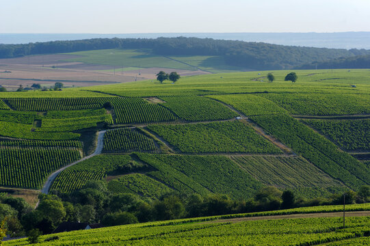 Sancerre Vineyard In The Loire Valley