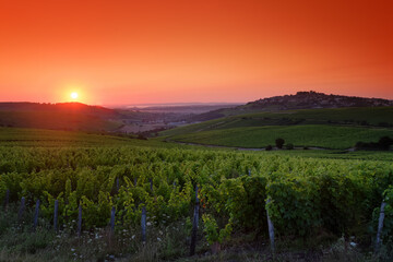 Sancerre vineyard in the Loire valley