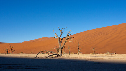 Fototapeta na wymiar Dead trees and branches at Deadvlei pan, Sossusvlei National Park, a popular tourist destination in Namibia. The shadow of a dune is creating a dramatic effect.