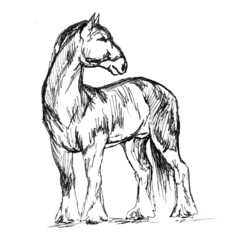 Heavy horse on a white background, hand drawing