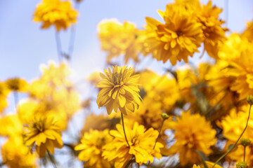 Primula elatior flowers on a blue sky background