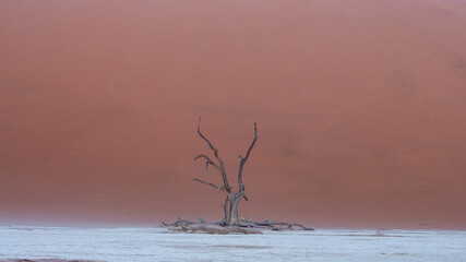 Dead tree and  branches against the backdrop of a red desert dune at Deadvlei pan, located in Sossusvlei National Park, a popular tourist destination in Namibia