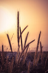 Wheat grass silhouette at sunset time.