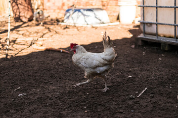 A hen walking calmly through her farmhouse. Photography made in Jaen, Andalucia, Spain. 