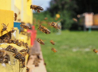 bee hive - bee breeding (Apis mellifera) close up