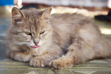 Naklejka na ściany i meble Fluffy domestic cat shows tongue. Grey cat lies with tongue out.