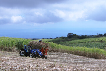 Champ de canne à sucre à La Réunion, agriculteur avec son tracteur