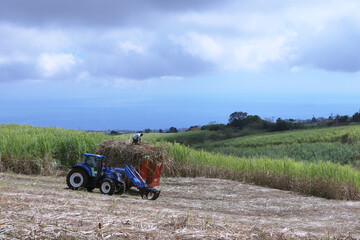 Champ de canne à sucre à La Réunion, agriculteur avec son tracteur