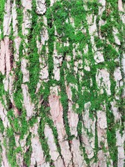 Obraz premium bark texture