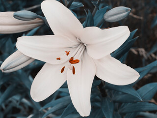 Single large lily flower. A flower with large petals.