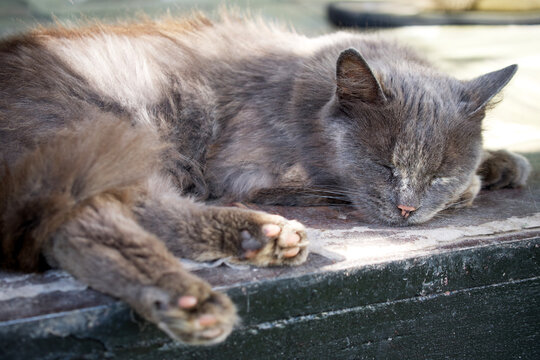 The gray fluffy domestic cat is sleeping.