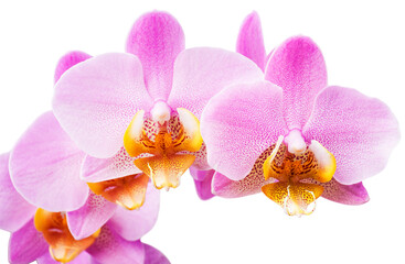 Pink streaked orchid flower, isolated 
