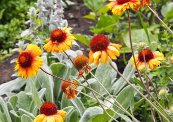Summer natural background. Summer chamomile flowers in the garden.