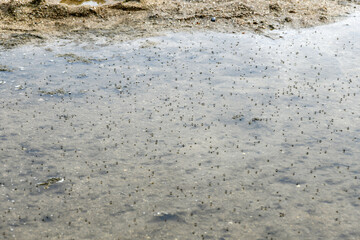 A lot of mosquitoes appeared on the small lake.
