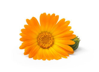 Calendula. Marigold flower with leaves isolated on white