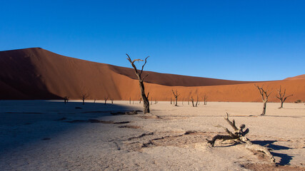 Fototapeta na wymiar Dead tree and branches against the backdrop of a red desert dune at Deadvlei pan, located in Sossusvlei National Park, a popular tourist destination in Namibia