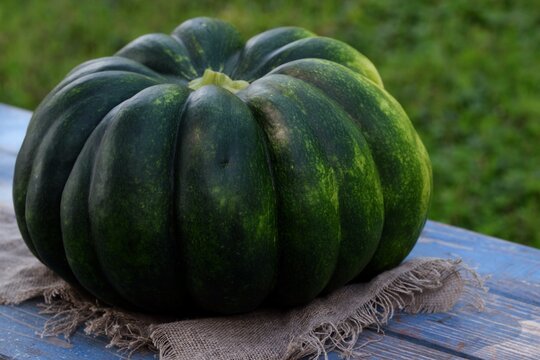 Muscat Squash 'Muscat de Provence'  Cucurbita moschata fresh green pumpkin.
