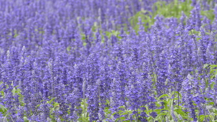 Naklejka premium Purple landscape with lavender flowers on a farm, small field with lavender