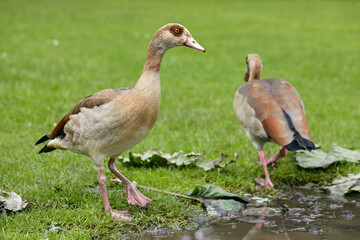 canards égyptiens de race alopochen aegyptiacus dasn un parc en été 