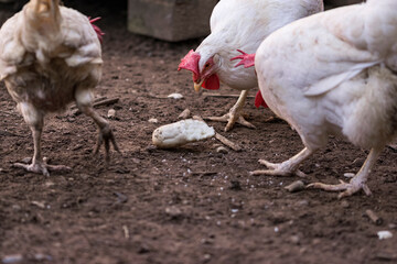 Three white hens eating a crust of bread in their farmhouse. Photography made in Jaen, Andalucia, Spain.