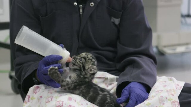 A veterinarian bottle-feeds milk to an adorable newborn clouded leopard.