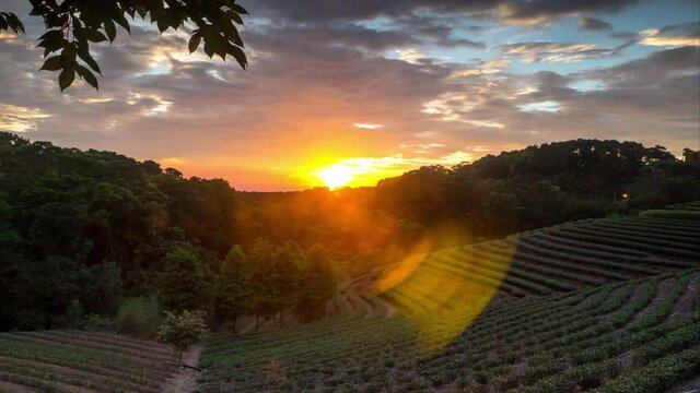 tea garden sunset in the summer time with nice background view