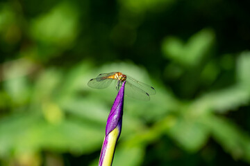 トンボの休憩場所