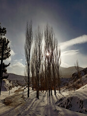 sunset behind the poplar trees