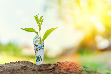 seedlings are growing from the 100 dollar bill. With the bokeh background and the morning sun...