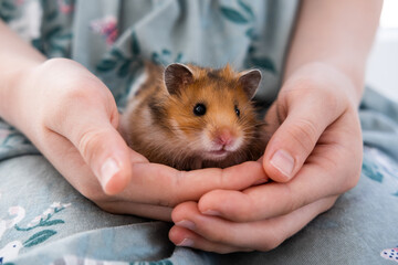 ginger cute hamster sitting in the arms of a child