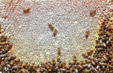 Honey Bees
