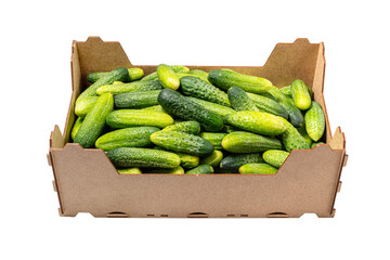 A box full of medium-sized cucumbers isolated on a white background