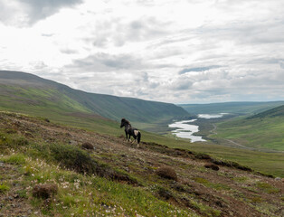 Obraz premium Icelandic Horse