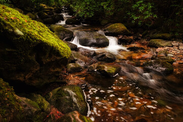 Naklejka na ściany i meble Wonderful mountain creek in deep forest