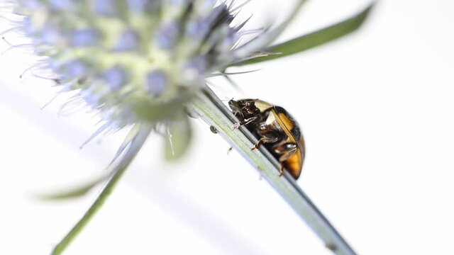 A beetle eats aphids on a green branch of a plant, macro video the life of insects close up