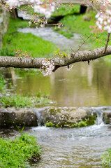 Sakura tree branch with small new flowers growing at Itzumo Taisha