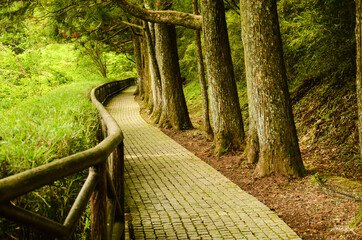 A winding road towards the forest in Lake Ashinoko, Hakone, Kanagawa P