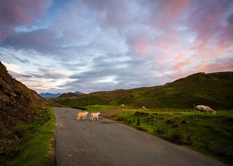 Sunset sky in Scotland with heather hills and sheep walking