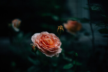 Naklejka na ściany i meble Orange rose growing in garden with dark background